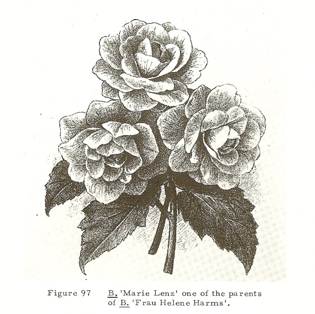 B. ‘Marie Lenz’